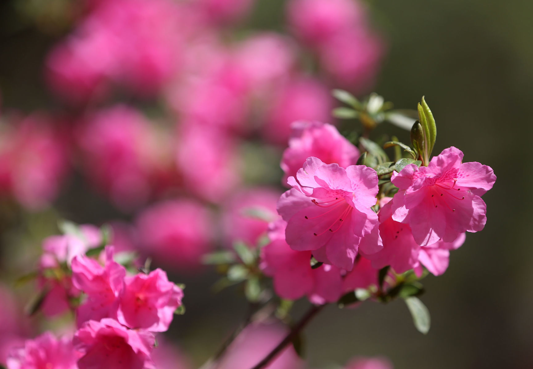 Azalea Festival